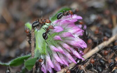 Mapping and understanding thatch ants